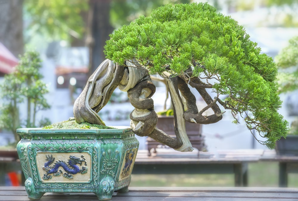 uprawa drzewka bonsai